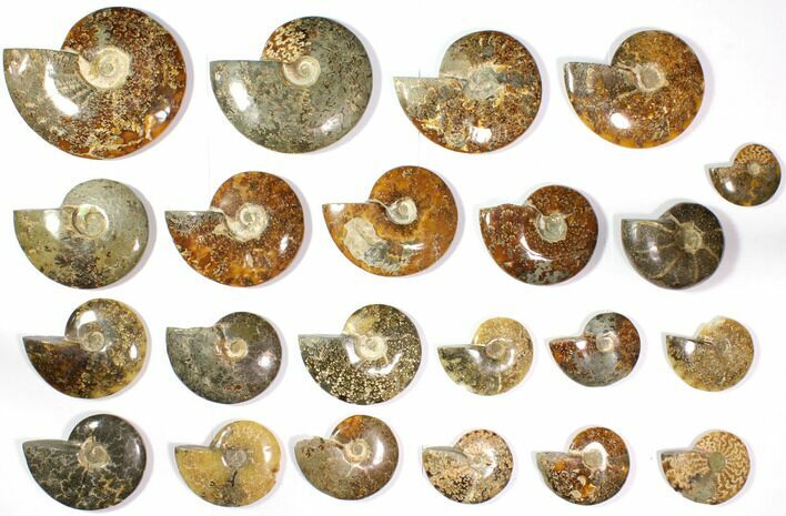 Lot: to Polished Ammonite Fossils pieces #116591